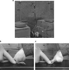 See more ideas about dogs, doggy, chihuahua love. Locomotor Improvement Of Spinal Cord Injured Rats Through Treadmill Training By Forced Plantar Placement Of Hind Paws Spinal Cord