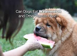No, dogs can nibble a bit but they should avoid eating the green skin because it can cause indigestion. Can Dogs Eat Watermelon 9 More Human Foods For Your Dog All Pet S Life