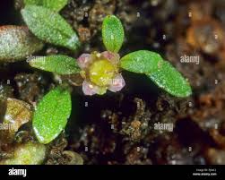 Image result for Bergia pentheriana