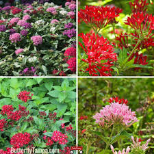 Image result for Pentas herbacea