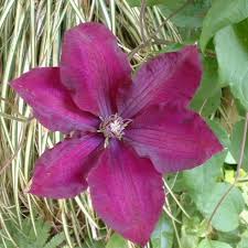 The duchess holds her blooms upright and can be grown effectively on large climbing roses such as rosa 'new dawn'. Clematis Duchess Of Albany
