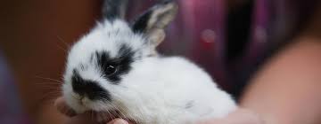 Everything about our hospital is designed to make trips to the. Heathcote Veterinary Hospital Your Local Vet Practice For Dogs Cats Reptiles Exotics Wildlife And More