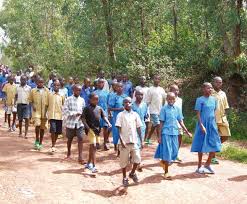 Image result for Diaphananthe sarcophylla