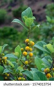 Image result for Ficus exasperata