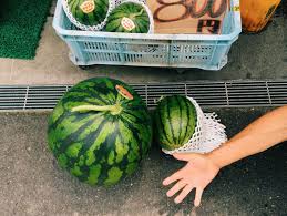 Image result for japan watermelon