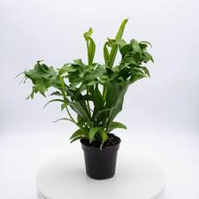 Image result for Microsorum punctatum