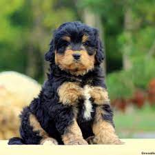 We did not find results for: F1 Mini Bernedoodle Puppies For Sale