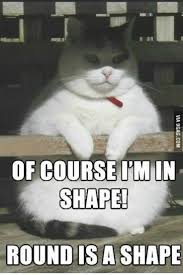 Funny Cats Quotes Funny Animal Memes Animal Jokes Cute Funny Animals