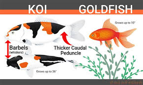 Maybe you would like to learn more about one of these? Breeding Koi And Goldfish Fancy Goldfish Goldfish Care Goldfish Info