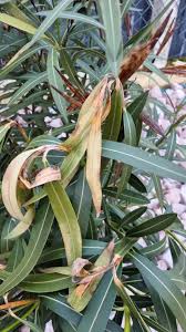 Image result for Sphaeropsis tumefaciens oleander symptoms