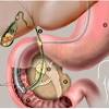 Some components are synthesised by hepatocytes (liver cells), the rest are extracted from the blood by the liver. 1