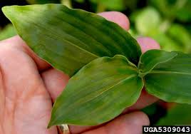 Image result for Commelina nyasensis