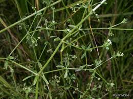 Image result for Galium stenophyllum