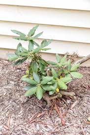 You can pinch rhododendrons to encourage bushier growth by breaking out the dominate center growth bud when new growth buds just begin to expand in spring. Rhododendron Problems What S Wrong With My Rhododendron Gardening From House To Home