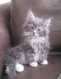 Cats For Free Craigslist Online Shopping -