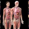 Human body anatomy medical scheme with internal organs. Https Encrypted Tbn0 Gstatic Com Images Q Tbn And9gctltjbgi31jzj6ssfetyi Nj4fa2syfgafhjf Ibl3ucfpcpknv Usqp Cau