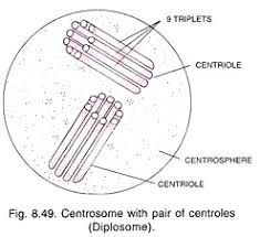 Maybe you would like to learn more about one of these? Centrioles Structure And Functions With Diagram