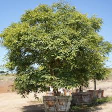 Image result for Tipuana