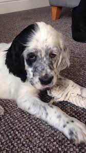 English Setter Blue Puppy 8 Weeks Old English Setter Puppies English Setter Dogs Beautiful Dogs