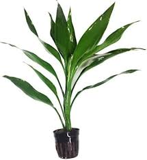 Image result for Dracaena sanderiana