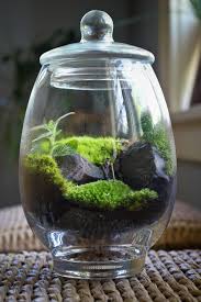 Eight Oaks Terrariums Terrarium Garden Terrarium Beautiful Terrariums