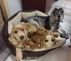 Cocker Spaniel Rescue Qld Inc Other Pet Services Gumtree Australia Brisbane Cocker Spaniel Rescue Service Animal Cocker Spaniel