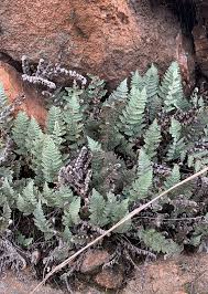 Image result for Cheilanthes similis