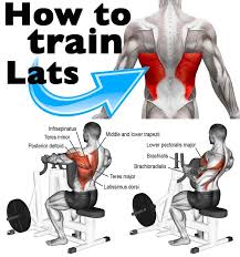 The anatomy of back muscles bodybuilding wizard. Lats Anatomy Anatomy Drawing Diagram