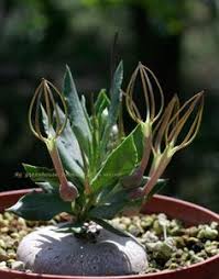 Image result for Senecio conrathii