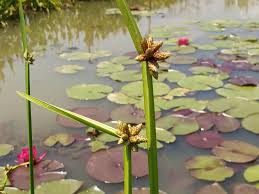 Image result for Schoenoplectiella articulata