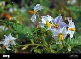 Image result for Solanum sisymbriifolium