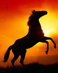 Download and use 100,000+ sunset background stock photos for free. Horses And Sunset Horses Beautiful Horses Beautiful Horses Photography