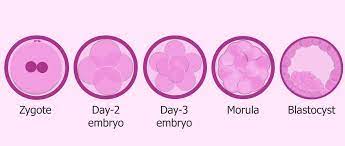 These will go on to produce two embryos. C0nc0rdance On Twitter The Single Cell At Least In Molecular Biology Is Called A Zygote Some Definitions Have Embryo Defined For Humans At Around 2 Months Of Embryonic Growth Https T Co 67wkjwyagt