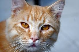 Rarest Eye Color In Humans Cat Eye Colors Rare Eyes Rare Eye Colors