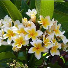 Our Organic Plumeria Essential Oil Plumeria Alba Is Pure Undiluted Plumeria Oil Aka Frangipani Oil Extracted By En Plumeria Tree Plumeria Flowers Flower Pots