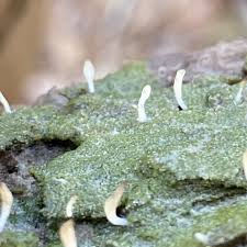 Image result for Multiclavula mucida