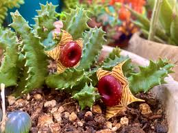 Image result for Huernia zebrina