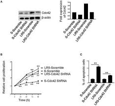 Cdc42 antibody detects endogenous levels of total cdc42 protein. Frontiers Rational Targeting Of Cdc42 Overcomes Drug Resistance Of Multiple Myeloma Oncology