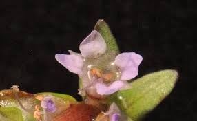 Image result for Nesaea polycephala