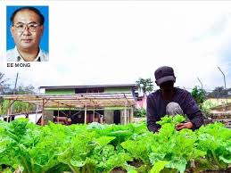 Berikut beberapa tips cara menanam sayuran organik bagi pemula untuk di pekarangan rumah. Laporan Khas Pekebun Sayur Cameron Highlands Rugi Rm1 Juta Sehari