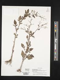 Image result for Dichrocephala integrifolia