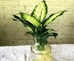 Pengguna facebook huda zainal kongsikan lapan jenis pokok hidup yang sesuai habis pkpb ini jom serbu nursery pokok. Rendam Pokok Kecil Dalam Air Tak Perlu Siram Cantik Buat Hiasan Rumah Mingguan Wanita