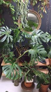 How To Propagate Grow And Care For Monstera Deliciosa Sacred Elements Plants Hanging Plants House Plants