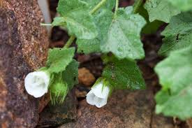 Image result for Pavonia leptocalyx