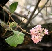 Image result for Brachystegia utilis