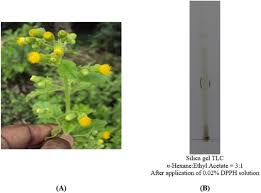 Image result for Blumea