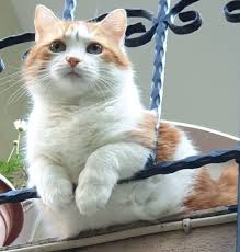 Poncik Gatos