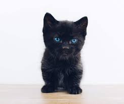 Similar to the female cat names suggested above, inspiration for your male black cat name can come from anywhere depending on your pet's personality. Black Cat Names From Ebony To Twilight Ranked By Popularity