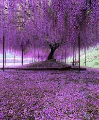 Jacaranda is a genus of 49 species of flowering plants in the family bignoniaceae, native to tropical and subtropical regions of latin america and the caribbean. Pin On Purple