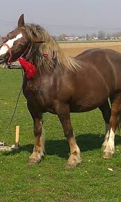 ️ publica gratuit anuntul tau de vanzare cal sau manz si gaseste cumparator! Vanzare Iepe